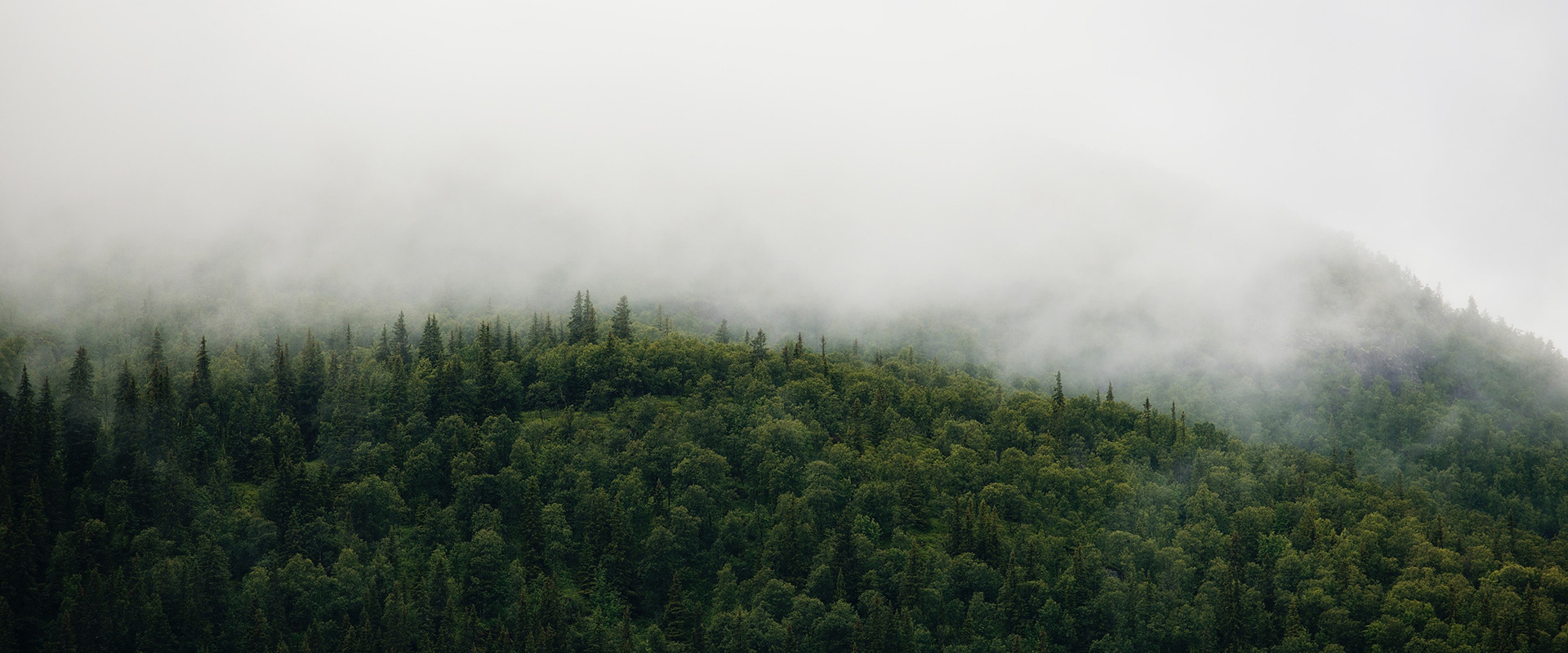 forest forest